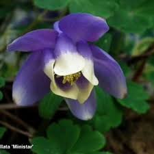 Image result for Aquilegia flabellata ministar