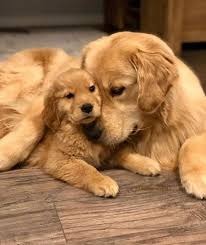Love You Dogs Pets Dog Cute Animals Puppy In 2020 Retriever Puppy Puppies Pet Dogs