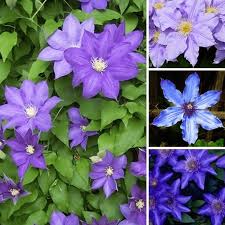 There are 5 hardy clematis for sale on etsy, and they cost $6.75 on average. Clematis Blue Purple Coloured Large Flowering Climber Hardy Plants From Gardeners Dream Uk