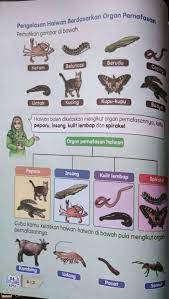 Ketika kecebong berusia 9 hari, alat pernapasannya berubah menjadi insang dalam. 20 April 2020 Isnin Hari Pusat Sumber Sekolah Skad Facebook