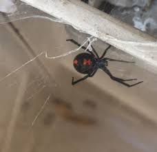In females of the southern black widow, latrodectus mactans, this hourglass marking has both parts of. Surprise A Black Widow Spider Found In A Storage Box In Ocean Lakes The Virginian Pilot