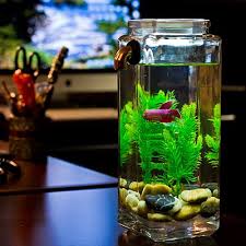Pin By Lehnanne On 4 Glamping Betta Aquarium Fish Tank Glass Fish Tanks