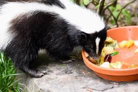 There was a lot of information crammed into this article. What Do Skunks Eat Pet Keen