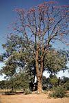 Image result for Erythrina livingstoniana