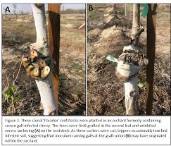 Crown Gall On Walnuts Assessing Origin Of Infection Disease Management And Prevention Nut Olive And Prune Programmatic News Anr Blogs