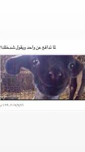 pin by الشبلي on صور funny photo memes funny picture jokes fun quotes funny