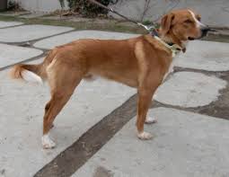 Es gibt auch schwarze und gescheckte vertreter. Pinscher Der Osterreichische Nationalhund Gretes Sennenhunde Blog