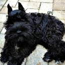 Black And Silver Miniature Schnauzer Puppies For Sale