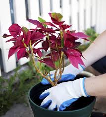 In fact, they need about 14 hours of darkness each day for a 6 week period. Learn How To Transplant Poinsettias Tips On Moving A Poinsettia Plant