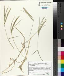 Image result for Cynodon nlemfuensis