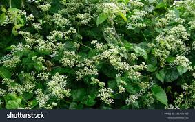 Image result for Mikania cordata
