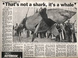 Curious Ephemera Big Great White Shark Great White Shark Largest Great White Shark