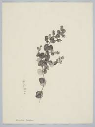 Image result for Nelsonia