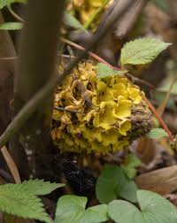 Image result for Curculigo pilosa