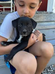 Puppies need homes after being dumped