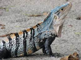 Black Iguana Nicoya Peninsula Costa Rica Iguana Lizard Species North American Wildlife