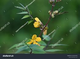 Image result for Senna occidentalis