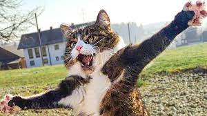 Funny Animals Life Youtube Channel Analytics And Report Powered By Noxinfluencer Mobile