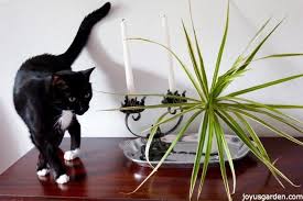 The madagascar dragon tree, or dracaena marginata, is an evergreen tree that is known for watering: How To Keep Your Dracaena Marginata Cuttings Healthy