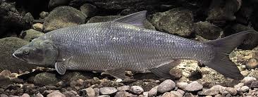 Rapfen, Schied - Fisch - Heintges eLearning