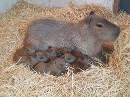 And not only do humans find them adorable, other animals gravitate to them as well. Capybara Zooborns