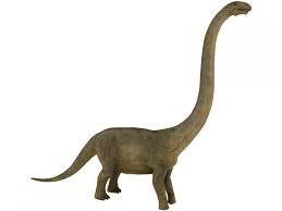 A close relative also living on the island is asperdorsus. Brontosaurus 3d Modell In Dinosaur 3dexport