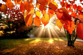 Men's and women's casual and dress clothing from around the world. å£ç´™ Autumn Leaves Opera ã‚¢ãƒ‰ã‚ªãƒ³