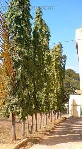 Pin On Garden Ideas