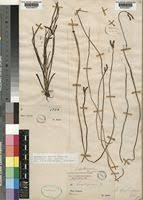 Image result for Aponogeton junceus