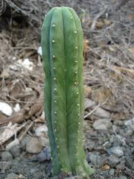 How Long Does My San Pedro Have Left To Grow The Ethnobotanical Garden Shroomery Message Board