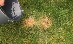 Easy Way To Fix Burnt Grass Dog Urine Spots Dog Urine Lawn Repair Lawn Care