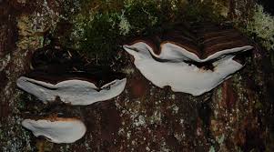 Image result for Ganoderma applanatum
