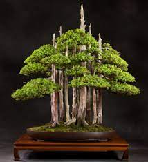 The trunk line is vertical with the apex located. Know Your Styles A Guide To Bonsai Configurations National Bonsai Foundation