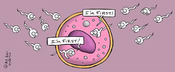 Why Too Many Sperms Spoil The Egg Psychology Today Pngtree offers sperms png and vector images, as well as transparant background sperms clipart images and psd files. why too many sperms spoil the egg