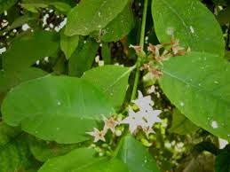 Image result for Mascarenhasia