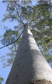 Image result for Eucalyptus grandis