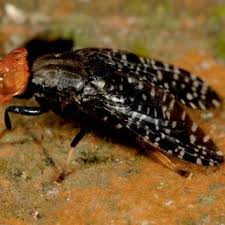 Image result for Crotalaria longithyrsa