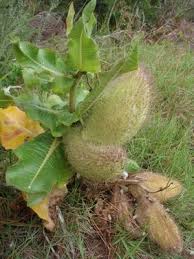 Image result for Xysmalobium