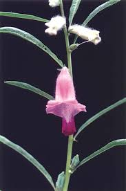 Image result for Sesamum calycinum