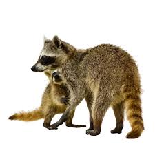 racoon