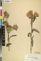 Image result for Vernonia adoensis