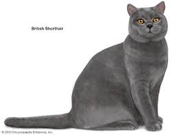 The domestic shorthair should not be confused with the american shorthair or british shorthair, which are cat fanciers' association (cfa). Shorthair Cat Breeds Britannica