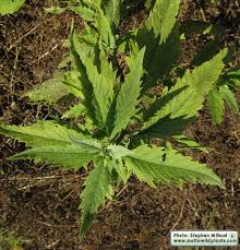 Image result for Chenopodium ambrosioides
