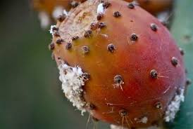 There are more than 200 species of opuntia. Prickly Pear Cactus Lovetoknow