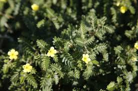 Image result for Tribulus terrestris