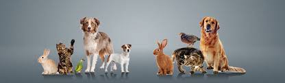 Pet transport pro is a global pet shipping company founded by a coalition of pet transport industry experts. Pet Relocation Dubai Costs Pet Relocation Services Dubai Dog Relocation Uae