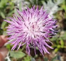 Image result for Centaurea praecox