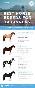 Friendly Fun 4 Best Horse Breeds For Beginners