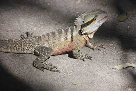 Water Dragon Intellagama Lesueurii Basking In Brisbane Oc Reptiles Reptiles Water Dragon Lizard