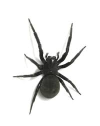 the 11 most common and deadly spiders in the u s black